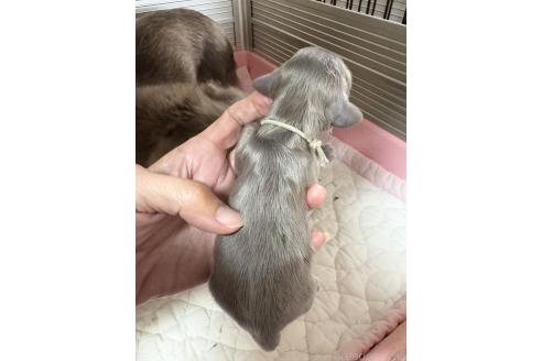 販売中の千葉県のカニンヘンダックスフンド(ロングヘアード)-392128の3枚目